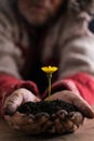 Gardener with dirty hands cupping a dandelion Royalty Free Stock Photo