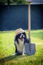 Gardener dog with spade and hat on the garden and farming