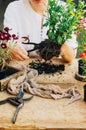 Gardener doing gardening work at a table rustic. Working in the garden, close up of the hands of a woman cares flowercarnations. Royalty Free Stock Photo