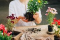 Gardener doing gardening work at a table rustic. Working in the garden, close up of the hands of a woman cares flowerscarnations. Royalty Free Stock Photo