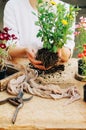 Gardener doing gardening work at a table rustic. Working in the garden, close up of the hands of a woman cares flowerscarnations. Royalty Free Stock Photo