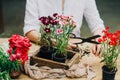 Gardener doing gardening work at a table rustic. Working in the garden, close up of the hands of a woman cares flowerscarnations. Royalty Free Stock Photo