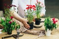 Gardener doing gardening work at a table rustic. Working in the garden, close up of the hands of a woman cares flowerscarnations. Royalty Free Stock Photo