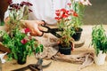 Gardener doing gardening work at a table rustic. Working in the garden, close up of the hands of a woman cares flowerscarnations. Royalty Free Stock Photo