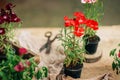 Gardener doing gardening work at a table rustic. Working in the garden, close up of the hands of a woman cares flowerscarnations. Royalty Free Stock Photo