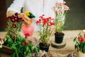 Gardener doing gardening work at a table rustic. Working in the garden, close up of the hands of a woman cares flowerscarnations. Royalty Free Stock Photo