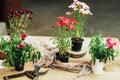 Gardener doing gardening work at a table rustic. Working in the garden, close up of the hands of a woman cares flowerscarnations. Royalty Free Stock Photo