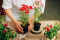 Gardener doing gardening work at a table rustic. Working in the garden, close up of the hands of a woman cares flowerscarnations. Royalty Free Stock Photo