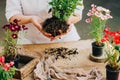 Gardener doing gardening work at a table rustic. Working in the garden, close up of the hands of a woman cares flowerscarnations. Royalty Free Stock Photo