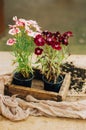 Gardener doing gardening work at a table rustic. Working in the garden, close up of the hands of a woman cares flowerscarnations. Royalty Free Stock Photo