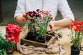 Gardener doing gardening work at a table rustic. Working in the garden, close up of the hands of a woman cares flowerscarnations. Royalty Free Stock Photo