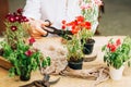 Gardener doing gardening work at a table rustic. Working in the garden, close up of the hands of a woman cares flowerscarnations. Royalty Free Stock Photo