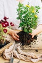 Gardener doing gardening work at a table rustic. Working in the garden, close up of the hands of a woman cares flowerscarnations. Royalty Free Stock Photo