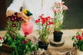 Gardener doing gardening work at a table rustic. Working in the garden, close up of the hands of a woman cares flowerscarnations. Royalty Free Stock Photo