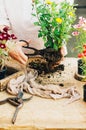 Gardener doing gardening work at a table rustic. Working in the garden, close up of the hands of a woman cares flowerscarnations. Royalty Free Stock Photo