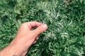 Gardener examining common wormwood plants in garden