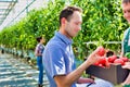 Senior farmer showing newly harvest tomatoes in crate for supervisor to examine while writing report at greenhouse