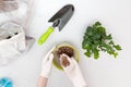 The gardener falls asleep to the bottom of the pot. Preparing the plant for transplantation