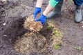 The gardener fertilizes the ground before planting the bush into the soil