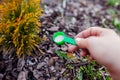 Gardener fertilizing arborvitae in spring garden. Close up of spoon with fertilizer. Taking care of evergreen plants