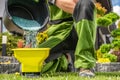 Gardener Filling His Handheld Spreader with Granular Lawn Fertilizer