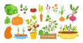 Gardener flat cartoon set garden vegetable vector