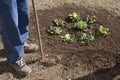 Gardener and flower bed