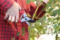 Gardener with garden pruning scissors pruning climbing roses. Pruning and Training Climbing Roses with Garden Pruning Scissors.