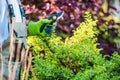 Gardener with Garden Snips Royalty Free Stock Photo