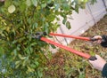 Gardener with garden tools pruning Rose. Prune Climbing Roses. How to Prune Roses Bush.