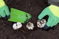 A gardener in gloves plants bulbs of perennial lily flowers in the ground in the fall or spring. The concept of gardening, autumn Royalty Free Stock Photo