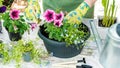 Gardener in gloves plants flowers in pots close-up top view. Spring garden work. Gardening as a hobby concept. Planting flower Royalty Free Stock Photo