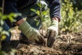 A gardener in gloves plants young tree seedlings into the ground. The concept of spring and the beginning of work in the garden.