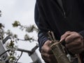 Grafting a cherry tree Royalty Free Stock Photo