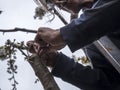 Grafting a cherry tree Royalty Free Stock Photo
