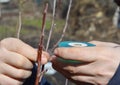 Gardener grafting fruit tree with grafting tape Royalty Free Stock Photo