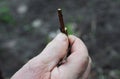 Gardener grafting fruit trees in his fruit garden