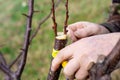 A gardener grafts a fruit tree by split grafting in early spring. Growing fruit in the orchard Royalty Free Stock Photo