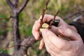 A gardener grafts a fruit tree by split grafting in early spring. Growing fruit in the orchard Royalty Free Stock Photo
