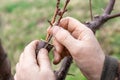 The gardener grafts a fruit tree using the split method and inserts the young graft into the split trunk Royalty Free Stock Photo