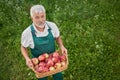 Gardener in green overalls looking up and holding basket with apples. Royalty Free Stock Photo