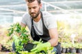 Gardener with a green plants in the hotbed