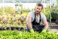 Gardener with a green plants in the hotbed