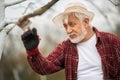 Gardener with grey hair and beard taking care of trees.