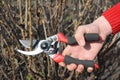 Gardener hand cut blackcurrant Ribes nigrum branch with bypass secateurs. Royalty Free Stock Photo