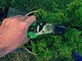 Gardener hand cut branch on bonsai hornbeam. Cleaning treetop Royalty Free Stock Photo