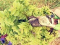 Gardener hand cut branch on bonsai hornbeam. Cleaning treetop Royalty Free Stock Photo