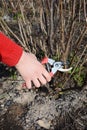 Gardener hand cutting blackcurrant plant bush with bypass secateurs. Blackcurrant bush pruning with bypass secateurs. Royalty Free Stock Photo