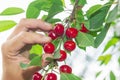 Gardener hand and fresh cherry harvest