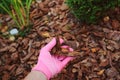 Gardener hand in glove mulching garden beds with pine bark Royalty Free Stock Photo